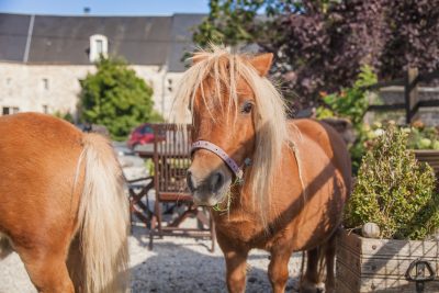The French Farmhouse Normandy - Luxury B&B and Gite for romantic getaways or family holidays - Calvados